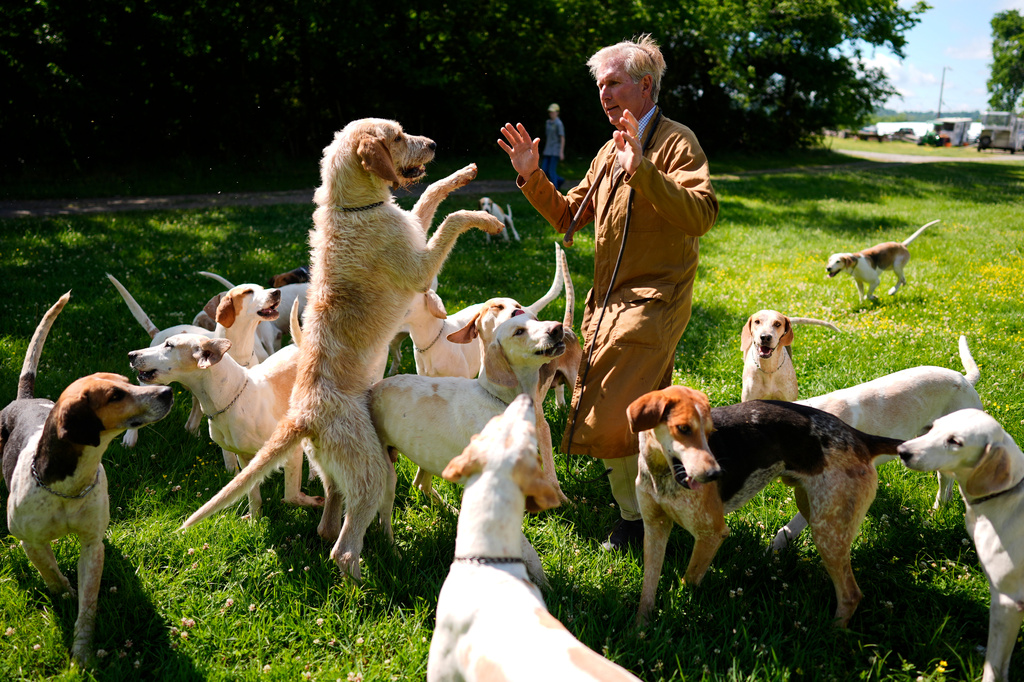 Charles Montgomery spends time with his hounds before the Parade of Mells Foxhounds at the Iroquois Steeplechase in Nashville, Tenn., Saturday, May 9, 2026. (AP Photo/George Walker IV)