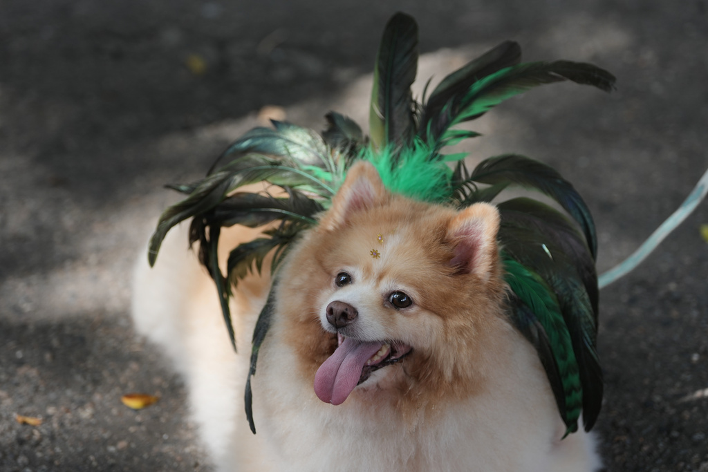 A dog takes part in the "Blocao" Carnival dog parade in Rio de Janeiro, Saturday, Feb. 14, 2026. (AP Photo/Silvia Izquierdo)