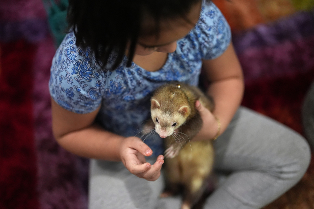 A 6-year-old girl plays with a ferret inside a beauty salon near Funston Elementary School in Chicago's Logan Square neighborhood, Tuesday, Oct. 14, 2025. (AP Photo/Rebecca Blackwell)