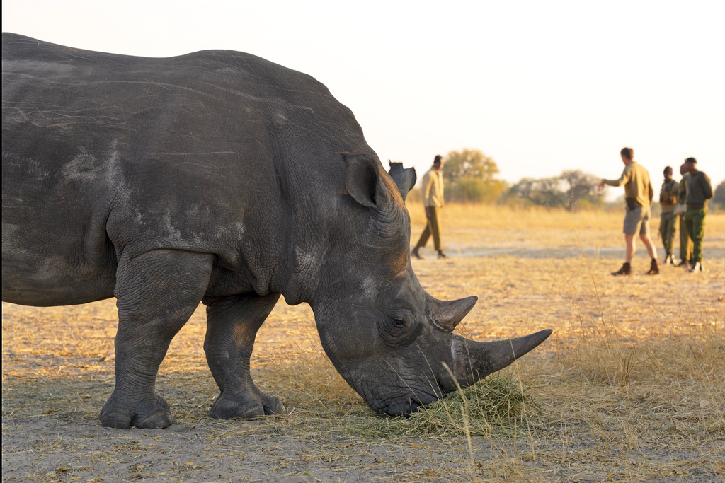 In this August 2025 photo provided by the Palm Beach Zoo & Conservation Society, an endangered white rhino with a life-threatening eye infection eats while animal behaviorists gather behind the animal in Bulawayo, Zimbabwe. (John Towey/Palm Beach Zoo & Conservation Society via AP)