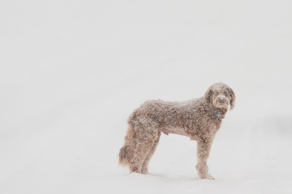 Snow comes down on a dog as traffic is backed up and motorists exit their vehicles along interstate 80 during a storm Thursday, Feb. 19, 2026, near Soda Springs, Calif. (AP Photo/Godofredo A. Vásquez)