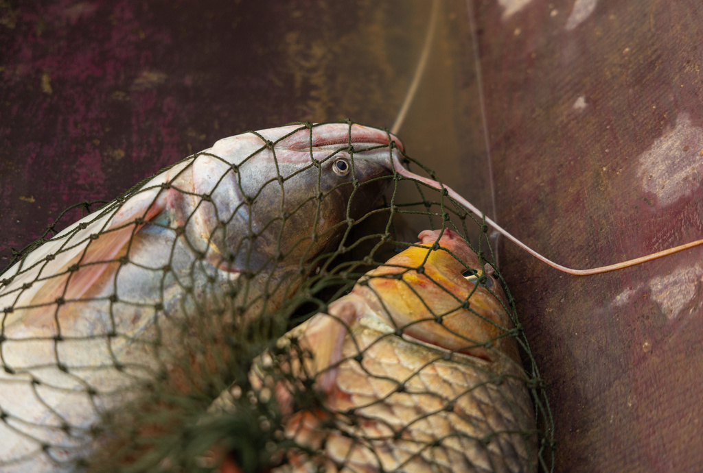 Fish are caught in a net on the Kok River in Chiang Saen, Thailand, on Feb. 22, 2026. (AP Photo/Anton L. Delgado)