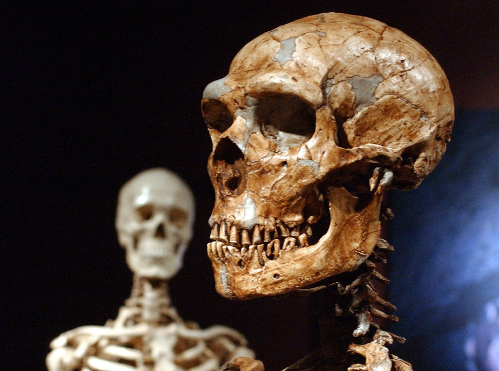 FILE - A reconstructed Neanderthal skeleton, right, and a modern human version of a skelaton, left, are on display at the Museum of Natural History Jan. 8, 2003 in New York. (AP Photo/Frank Franklin II, File)