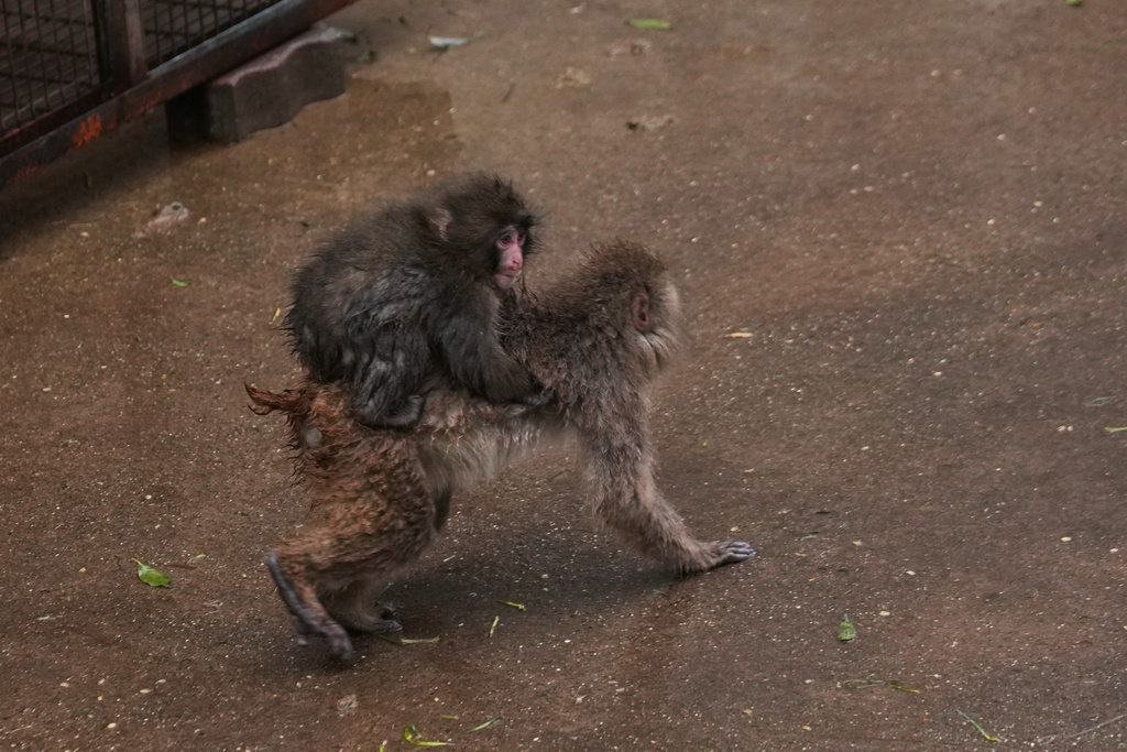 Punch, a Japanese macaque born on July 26, 2025, climbs on the back of another in the monkeys' playground at the Ichikawa city zoo in Tokyo's eastward neighboring city, Tuesday, March 3, 2026. (AP Photo/Hiro Komae)