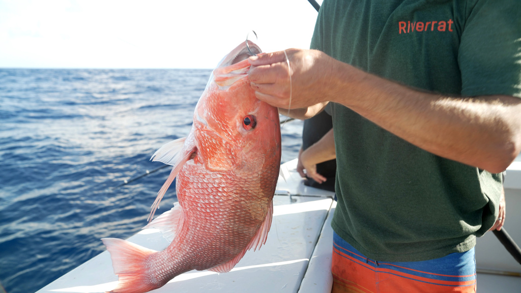 The hook is taken out of a red snapper caught on the charter boat Jodie Lynn II, before releasing it back into the water miles off the coast of St. Augustine, Fla., on May 22, 2026. (AP Photo/Shelby Lum)