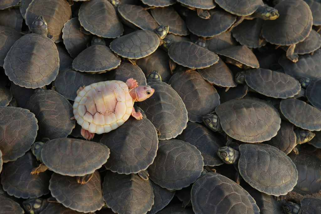 FILE - An albino turtle hatchling (podocnemis expansa) crawls on top of other giant Amazon river turtle hatchlings ahead of their release at the Abufari Biological Reserve, in Tapaua, Amazonas state, Brazil, Nov. 17, 2025. (AP Photo/Edmar Barros, File)
