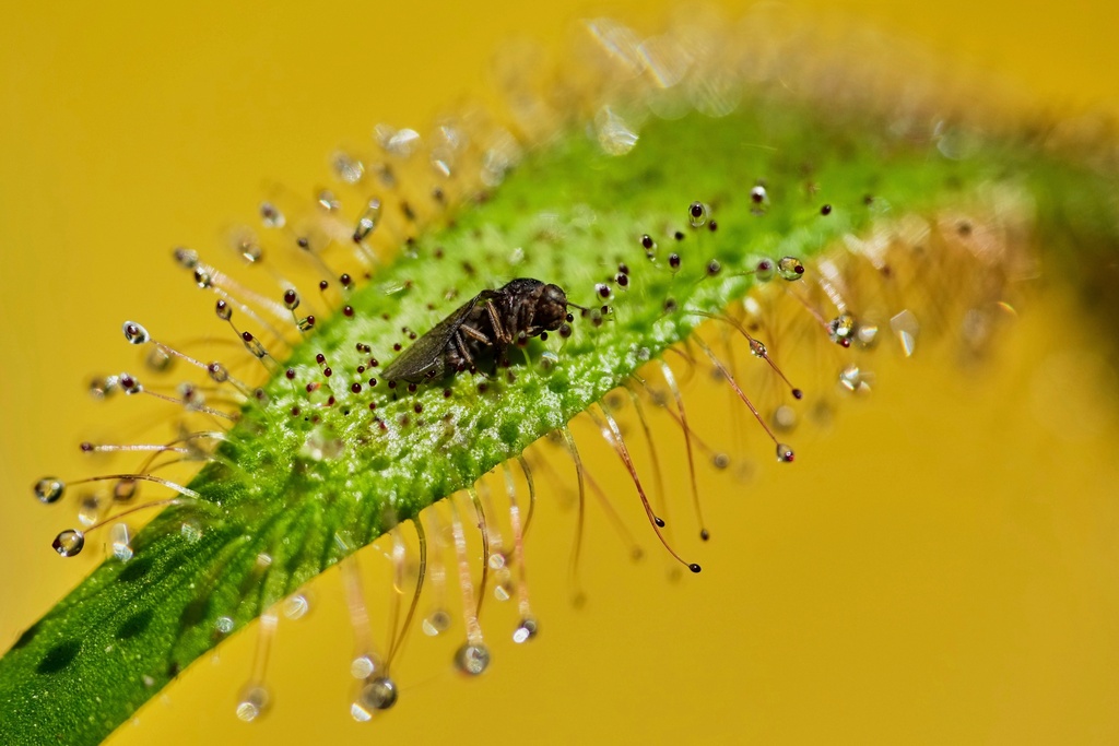 A Drosera capensis plant traps an insect at a carnivorous plant exhibit at the Botanical Garden in Bogota, Colombia, April 3, 2025. (AP Photo/Fernando Vergara, File)