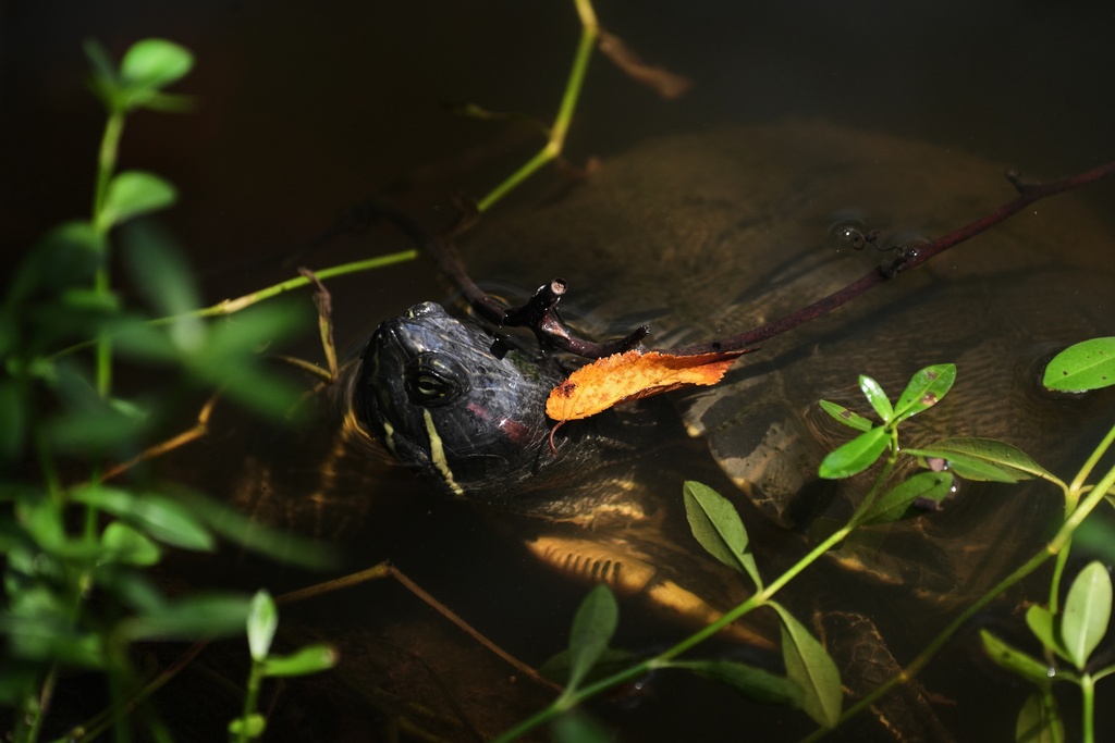 A turtle swims in a creek Monday, Oct. 6, 2025, in Charleston, S.C. (AP Photo/Joshua A. Bickel)