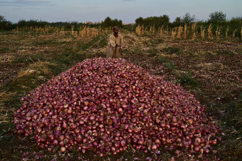 A farmer sorts harvested onions beside a pile in a field in Omdurman, Sudan, Saturday, April 25, 2026. (AP Photo/Bernat Armangue)