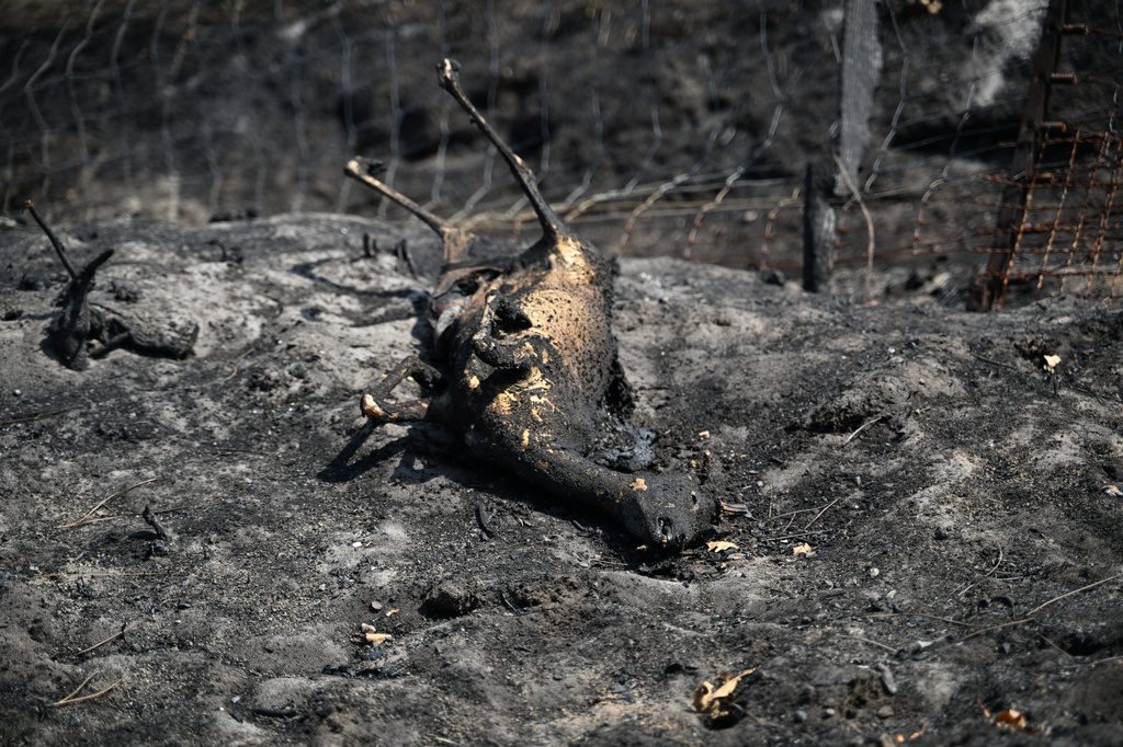 EDS NOTE: GRAPHIC CONTENT - A dead deer lies next to a fence near Lauros, during wildfires in southwestern France, Thursday, July 30, 2026. (AP Photo/Emma Da Silva)