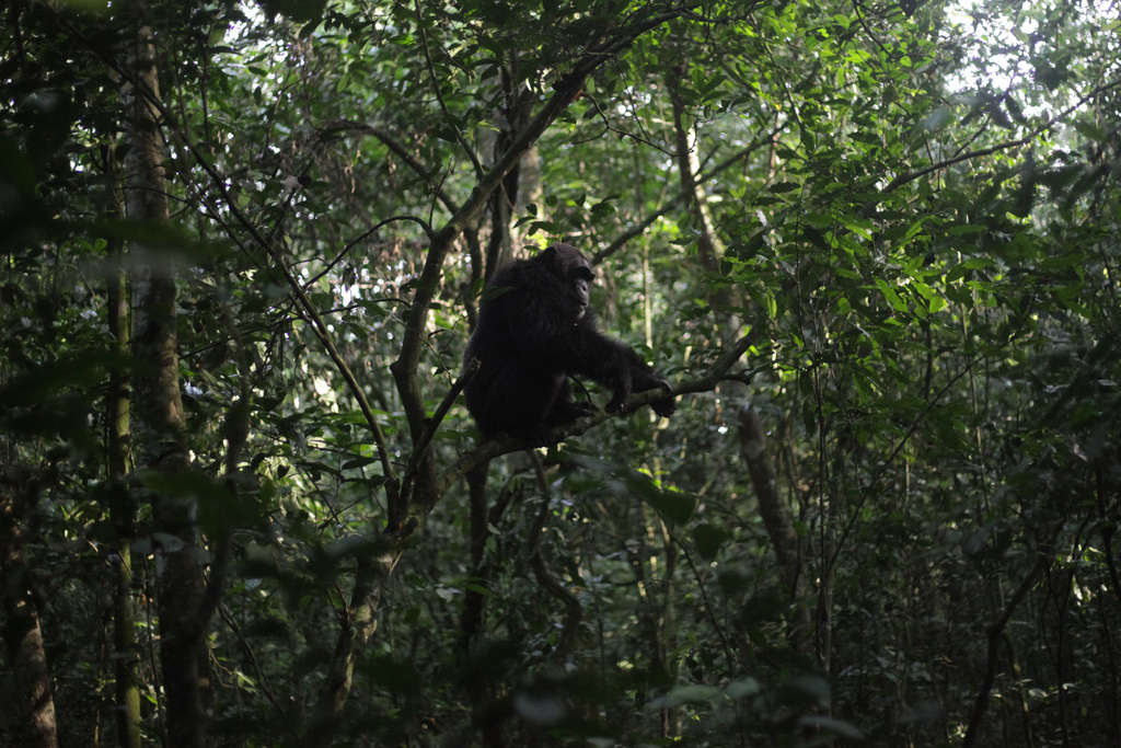 A chimpanzee sits in a tree in Kibale Forest National Park near Fort Portal, Uganda, Wednesday, Dec. 3, 2025. (AP Photo/Patrick Onen)