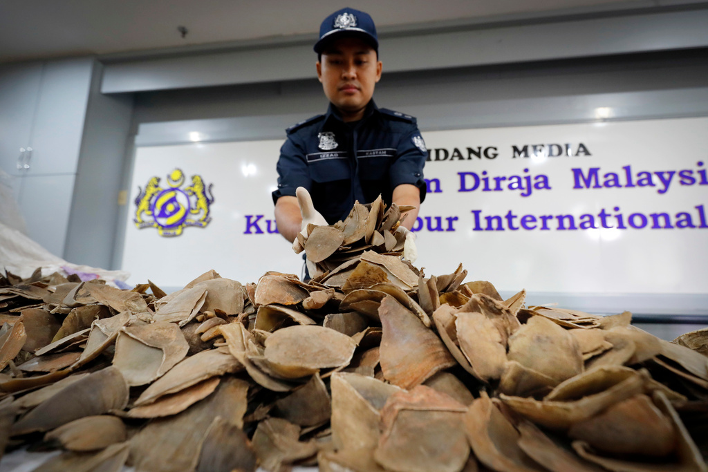 FILE - Seized pangolin scales are displayed by a Malaysian Customs official after a press conference at Customs office in Sepang, Malaysia, Wednesday, Aug. 2, 2017. (AP Photo/Vincent Thian, file)