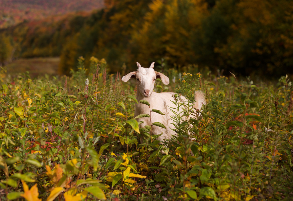 A goat grazes on a ski slope at Jay Peak Resort, Friday, Sept. 26, 2025 in Jay, Vt. (AP Photo/Amanda Swinhart)