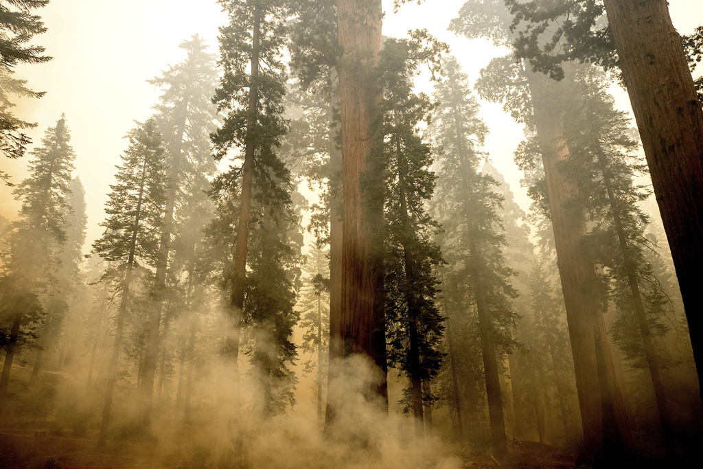 The Garnet Fire burns in the McKinley Grove of Big Trees, home of giant sequoias, in the Sierra National Forest, Calif., on Monday, Sept. 8, 2025. (AP Photo/Noah Berger)