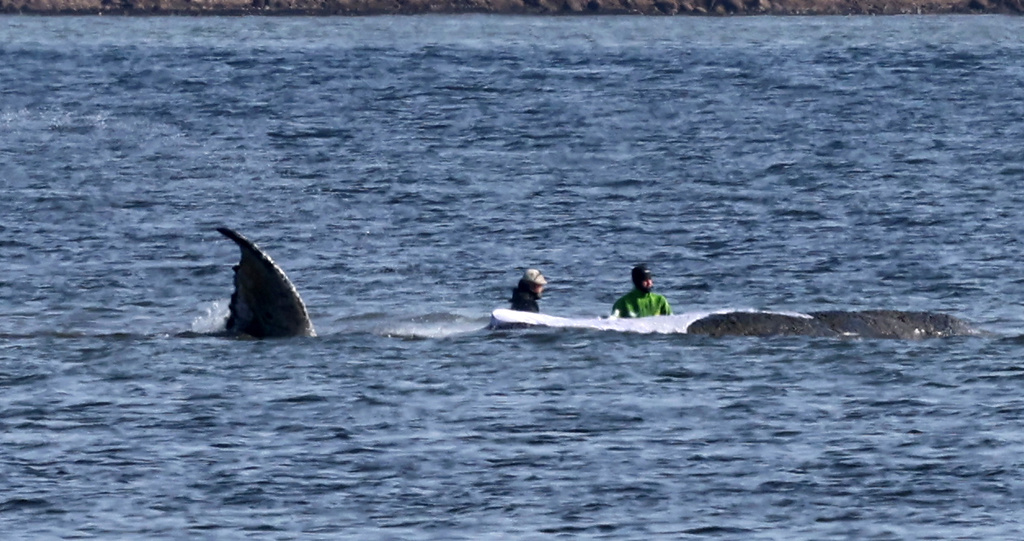 Two helpers approach the humpback whale off the island of Poel, Germany, Friday, April 17, 2026. (Bernd Wüstneck/dpa via AP)