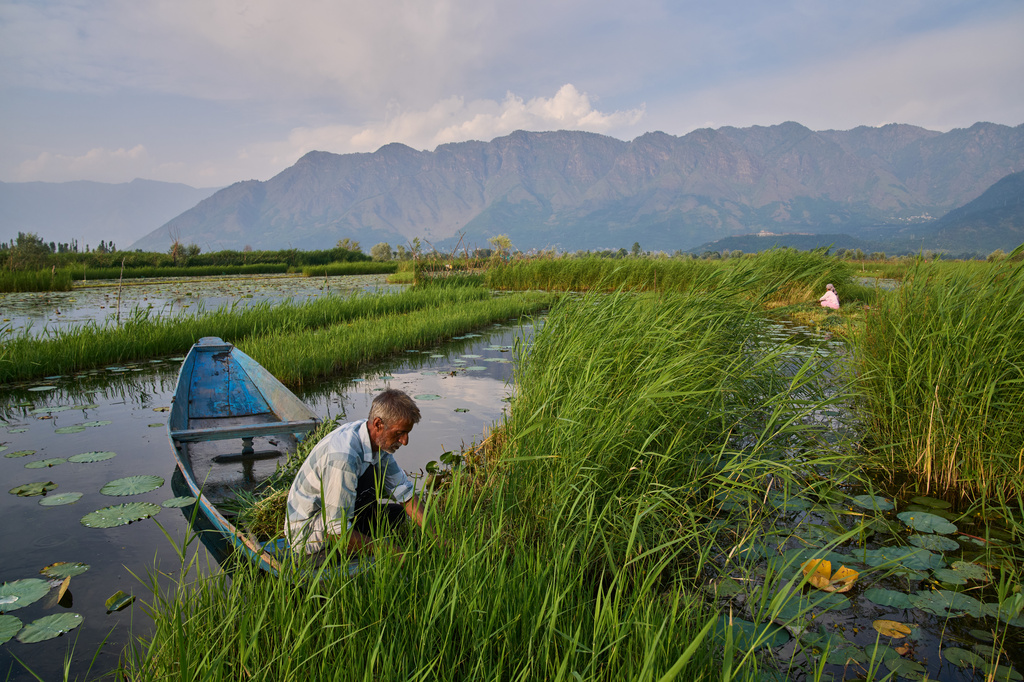 A Kashmiri man harvests grass from Dal Lake to sell as fodder for cattle in Srinagar, Indian controlled Kashmir, Monday, June 1, 2026. (AP Photo/Dar Yasin)