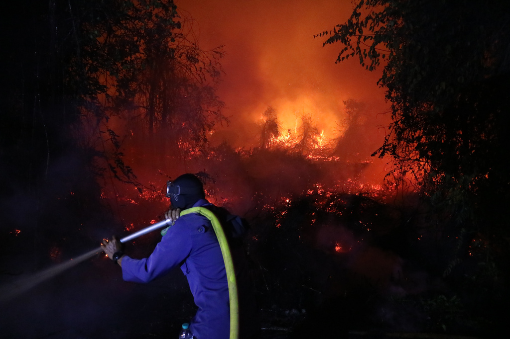 A firefighter attempts to extinguish a wildfire burning through a peatland field in Sampit, Central Kalimantan, Indonesia, Monday, Aug. 24, 2026. (AP Photo/Andri Rizky Agustian)