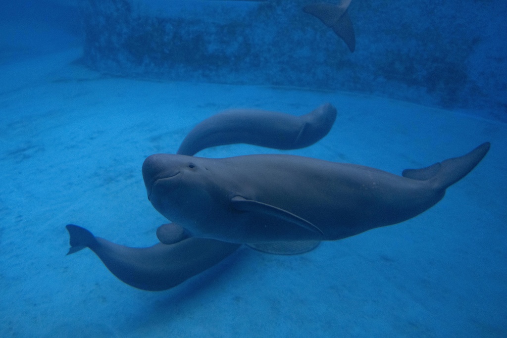 Captive endangered Yangtze finless porpoises are seen at the Institute of Hydrobiology under the Chinese Academy of Sciences in Wuhan in central China's Hubei province on June 16, 2025. (AP Photo/Ng Han Guan)