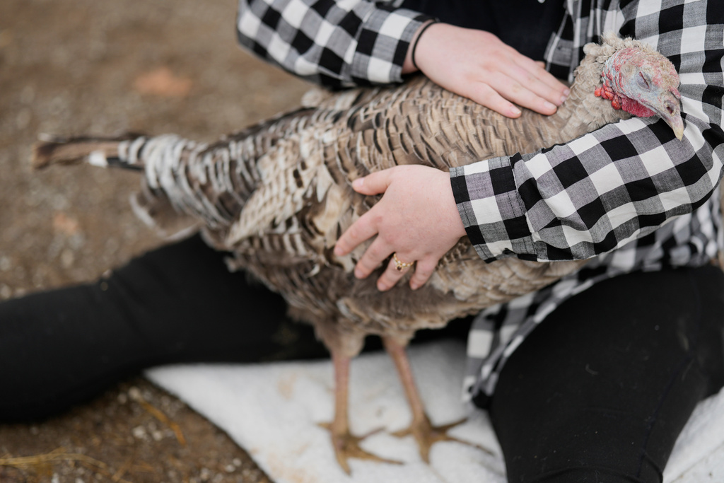 Jordan Gullotta pets a turkey during a cuddle therapy session at The Gentle Barn, Tuesday, Nov. 25, 2025, in Christiana, Tenn. (AP Photo/George Walker IV)