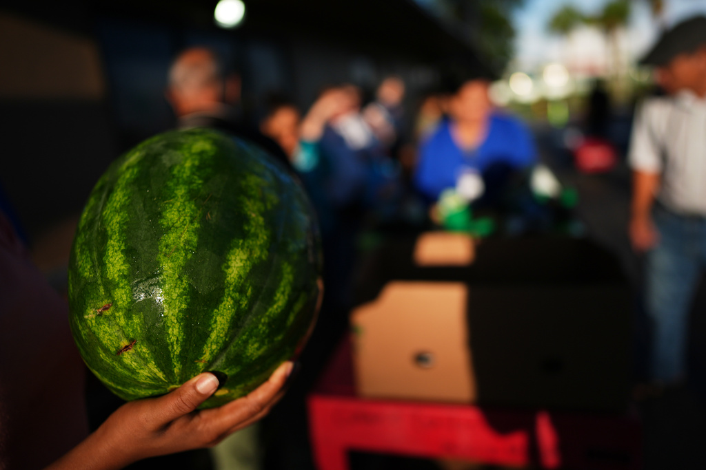 Watermelons are handed out to people waiting in line at a food pantry which provides assistance to anyone in need, including some migrants who have had their legal protections and work permits terminated, Friday, Aug. 22, 2025, in Orlando, Fla. (AP Photo/Rebecca Blackwell)