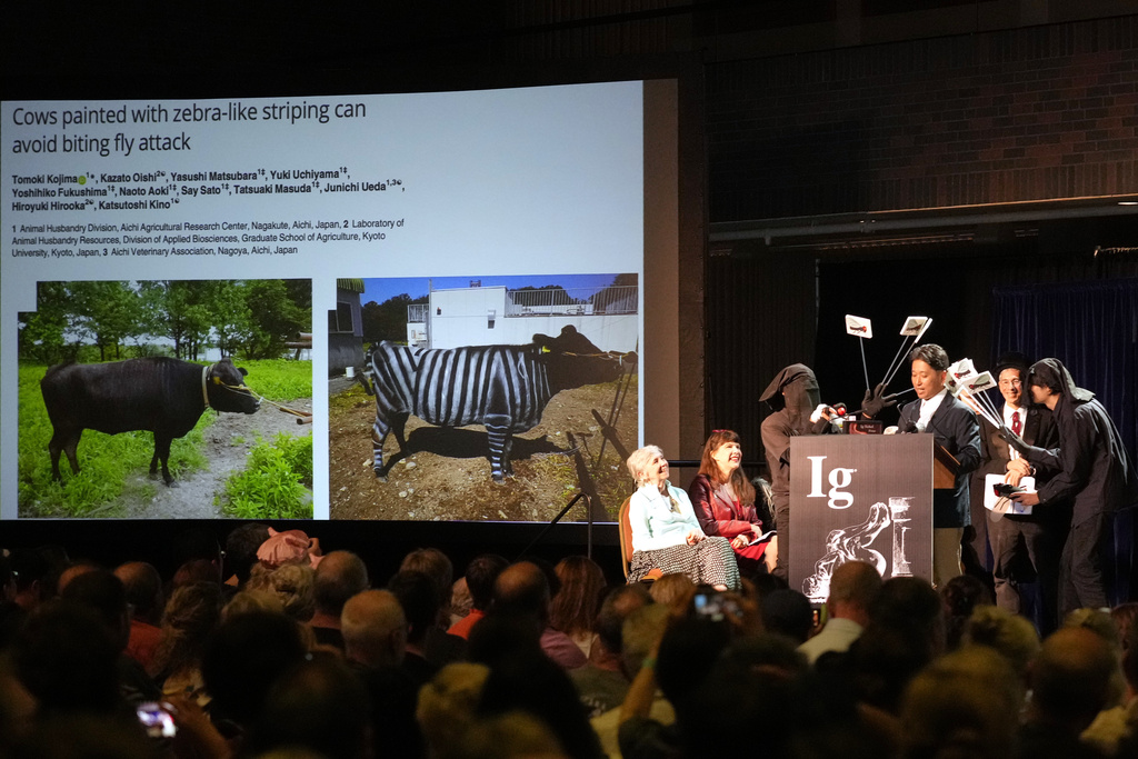 The Ig Nobel Prize for biology is accepted by Tomoki Kojima, Kazato Oishi, Yasushi Matsubara, Yuki Uchiyama, Yoshihiko Fukushima, Naoto Aoki, Say Sato, Tatsuaki Masuda, Junichi Ueda, Hiroyuki Hirooka, and Katsutoshi Kino, for their experiments to learn whether cows painted with zebra- like striping can avoid being bitten by flies, Thursday, Sept. 18, 2025, in Boston. (AP Photo/Robert F. Bukaty)