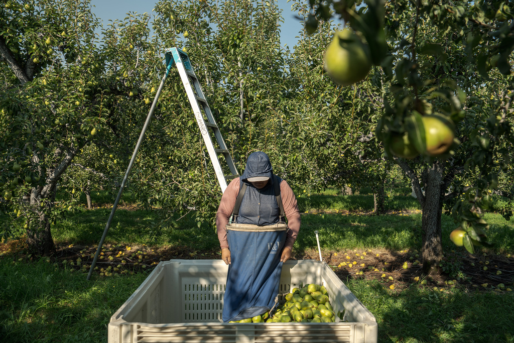 A farmworker harvests pears at an orchard in Naches, Wash., Thursday, Aug. 28, 2025. (AP Photo/Annika Hammerschlag)