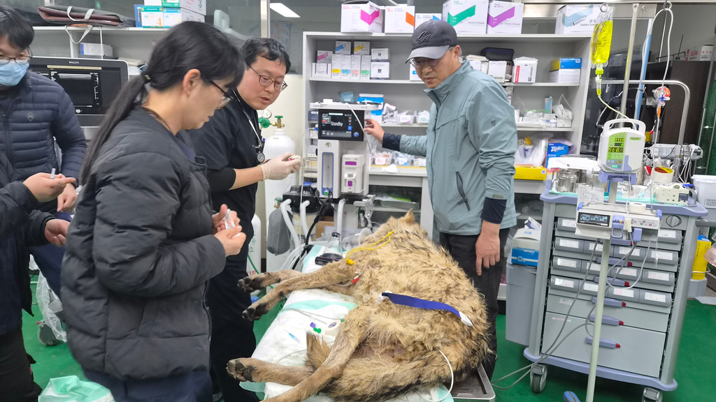 In this photo provided by Daejeon Municipality, veterinarians and other staff members examine the condition of the male wolf, named Neukgu, at Daejeon O-World theme park in Daejeon, South Korea, Friday, April 17, 2026. (Daejeon Municipality via AP)