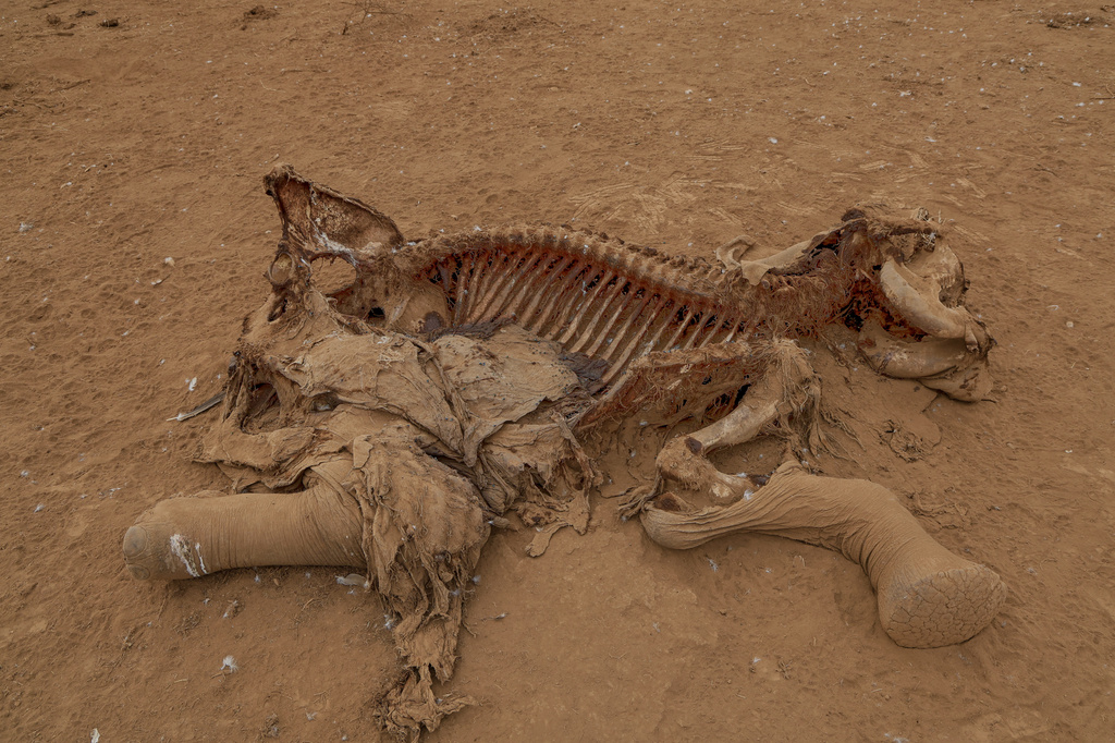 The carcass of an elephant suspected to have died from pesticide poisoning lies in the Kitenden village, on the outskirts of Amboseli National Park in Kajiado County, Kenya, Thursday, Aug. 6, 2026. (AP Photo/Andrew Kasuku)