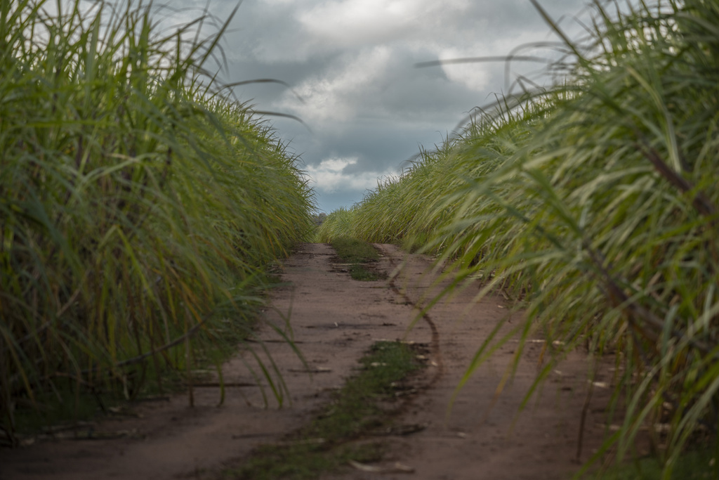 Organic sugar cane fields in Tebicuary, Paraguay on August 18, 2023. (Ralphie Zotti/Wholesome Sweeteners Inc via AP)