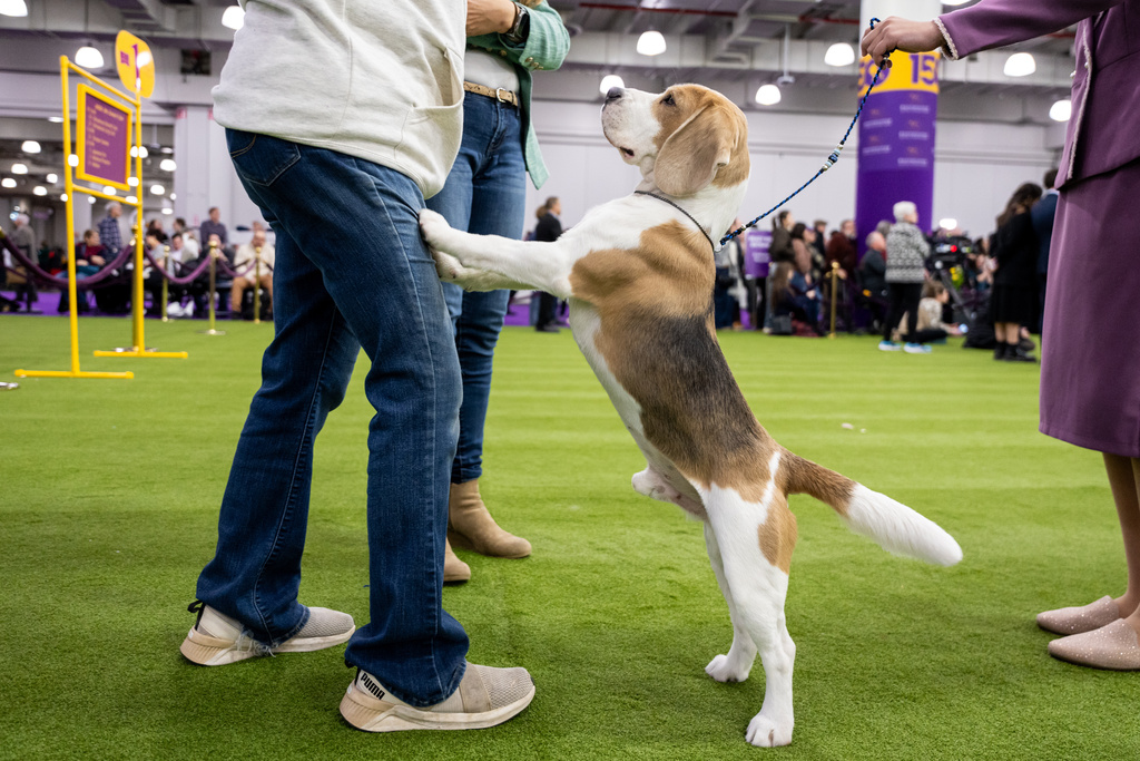 Wilbur the beagle, a blue triangle beagle canine actor known for his role in "The Rip," jumps onto his handler's legs at the 150th Westminster Kennel Club Dog Show, Monday, Feb. 2, 2026, in New York. (AP Photo/Angelina Katsanis)