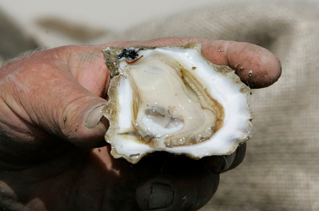 FILE - A freshly harvested Apalachicola Bay oyster is displayed in Eastpoint, Fla., on March 27, 2008. (AP Photo/Phil Coale, File)