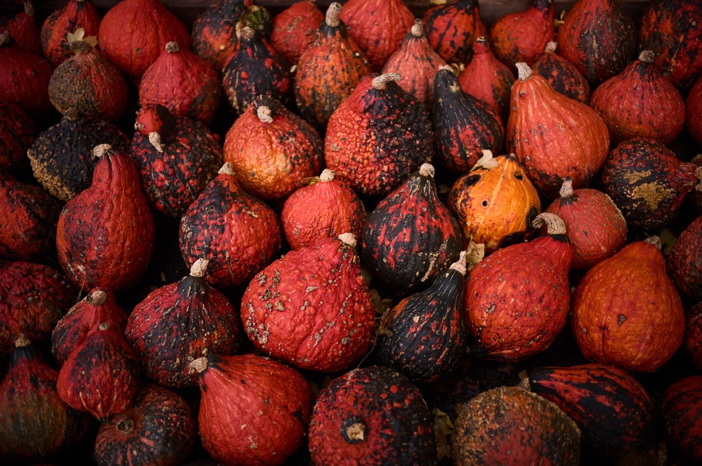 Kuri squash is displayed for sale at Klaistow farm’s annual pumpkin festival, which this year celebrates “powerful women,” in Beelitz near Berlin, Germany, Tuesday, Oct. 21, 2025. (AP Photo/Markus Schreiber)