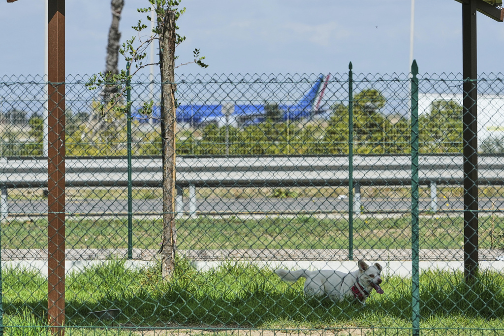 A dog stays in the park of the Dog Relais, a hotel for dogs at Rome's Fiumicino International Airport, Wednesday, Sept. 17, 2025. (AP Photo/Alessandra Tarantino)