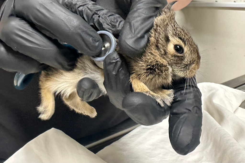 Wildlife Rehabilitation Center of Minnesota medical director Dr. Agnes Hutchinson examines a baby rabbit that was brought into the center in Roseville, Minn., Thursday, April 30, 2026. (AP Photo/Mark Vancleave)
