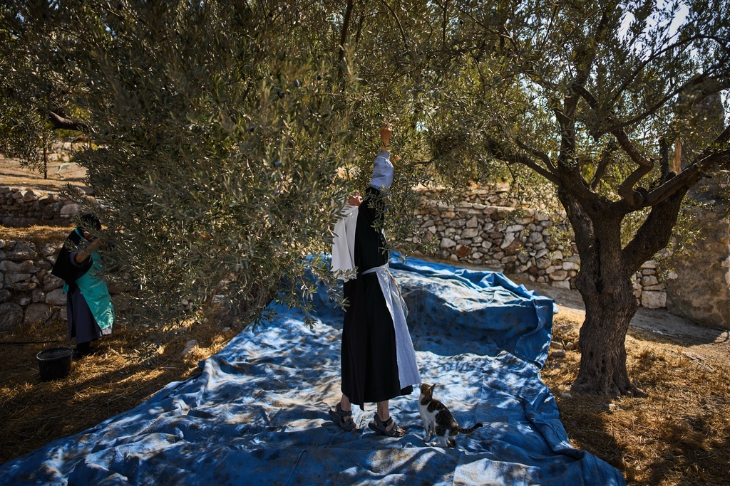 Sister Marie Benedicte and Sister Colomba, two Catholic nuns, harvest olives in their monastery's garden on the Mount of Olives, in Jerusalem, Friday, Oct. 17, 2025. (AP Photo/Oded Balilty)