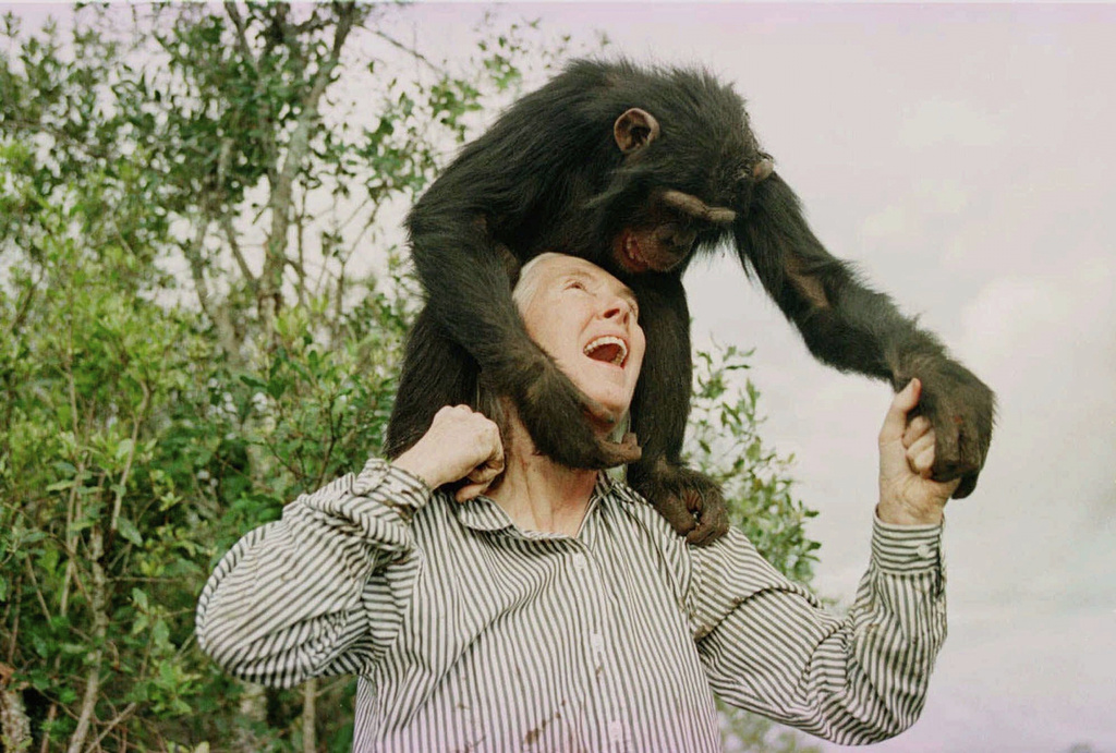 FILE - Jane Goodall plays with Bahati, a 3-year-old female chimpanzee, at the Sweetwaters Chimpanzee Sanctuary near Nanyuki, north of Nairobi, on Dec. 6, 1997. (AP Photo/Jean-Marc Bouju, File)