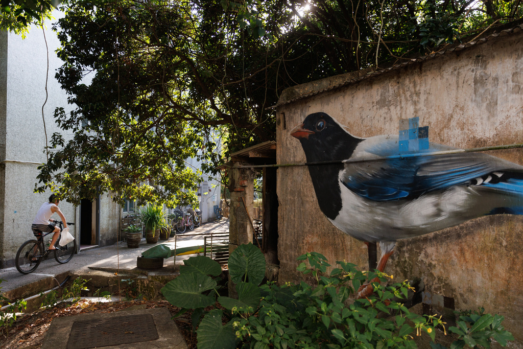 A cyclist rides past a mural of a red-billed blue magpie in Wang Tong village, Lantau, Hong Kong, Nov. 8, 2025. (AP Photo/May James)