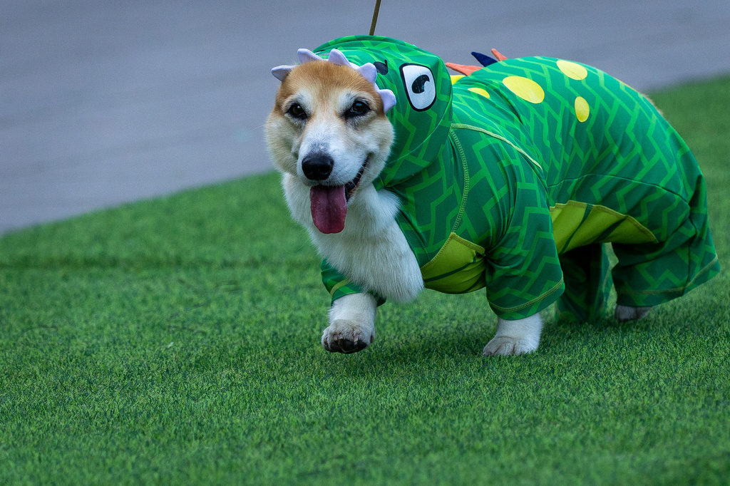A corgi dog participates in a fashion show during a international event Corgi Race Vilnius 2026 in Vilnius, Lithuania, Saturday, Aug. 15, 2026. (AP Photo/Mindaugas Kulbis)