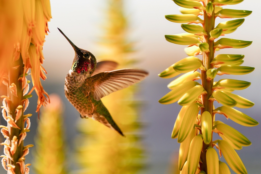 A hummingbird drinks from a flower in a garden on the outfield lawn before a spring training baseball game between the Kansas City Royals and the Athletics, Feb. 24, 2025, in Surprise, Ariz. (AP Photo/Lindsey Wasson, File)