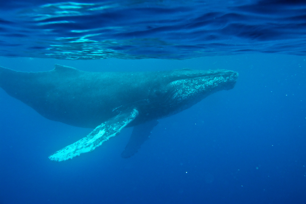 This photo provided by the Woods Hole Oceanographic Institution shows a whale on Feb. 24, 2009, near Maui, Hawaii. (Aran T. Mooney/Woods Hole Oceanographic Institution via AP)