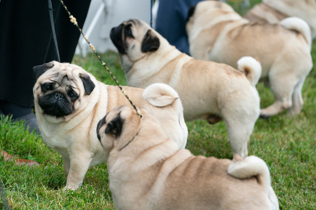 FILE - The pug group is judged outside at the 145th Annual Westminster Kennel Club Dog Show, June 12, 2021, in Tarrytown, N.Y. (AP Photo/John Minchillo, File)
