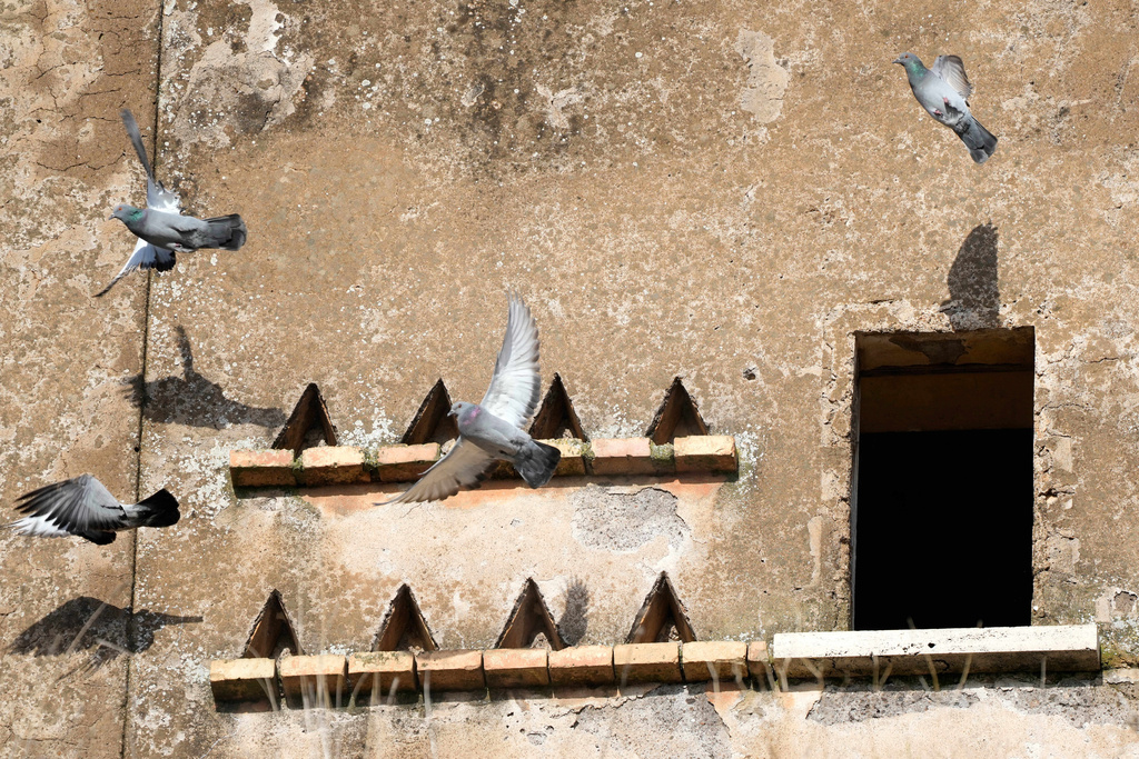 Pigeons fly away from the farmhouse at the Degemar Quarry near Tivoli, Italy, 35 kilometers east of Rome, on Friday, Feb. 13, 2026, where 17th-century Baroque architect Gian Lorenzo Bernini selected travertine for the colonnade of St. Peter's Square. (AP Photo/Gregorio Borgia)