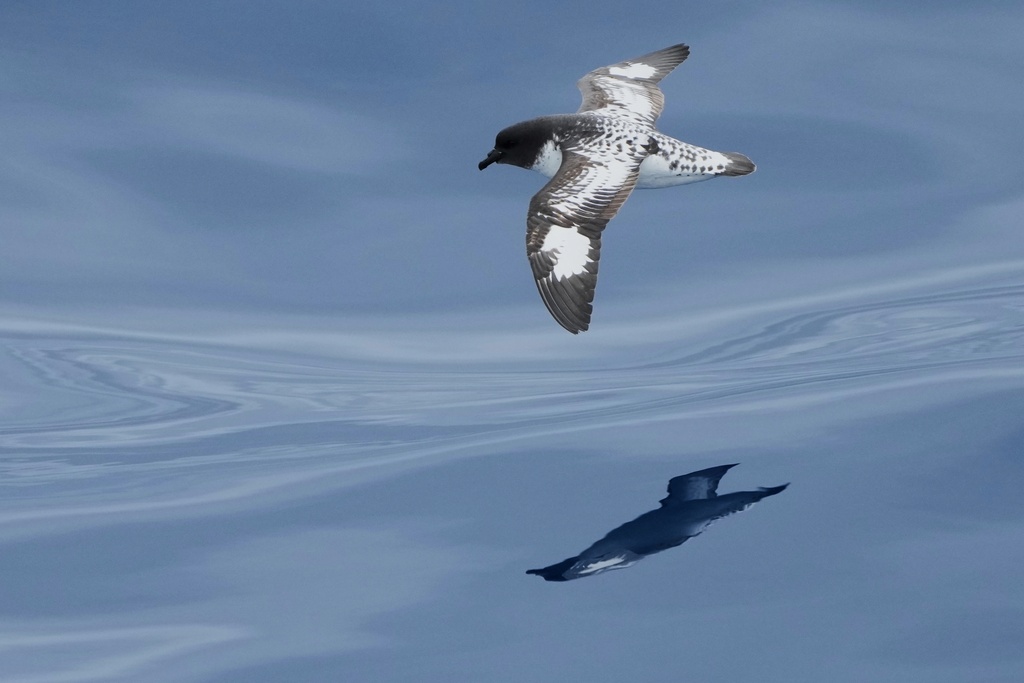 A Pintado petrel flys over the Drakes Passage on the way to Antarctica, Thursday, Nov. 20, 2025. (AP Photo/Mark Baker)