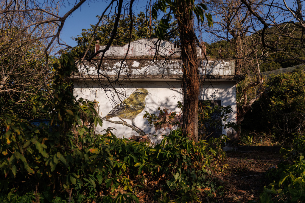 A yellow-browed warbler is painted on an abandoned house in Wang Tong village, Lantau, Hong Kong, Jan. 28, 2025. (AP Photo/May James)