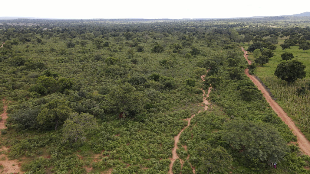 FILE - An aerial view of the Zamblara forest in Mali's Sikasso region, Oct. 2, 2024. (AP Photo/Moustapha Diallo, file)