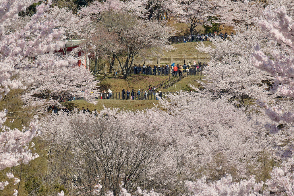 Foreign and national visitors arrive at the entrance of Arakurayama Sengen Park Wednesday, April 8, 2026, in Fujiyoshida, Yamanashi Prefecture, west of Tokyo. (AP Photo/Eugene Hoshiko)