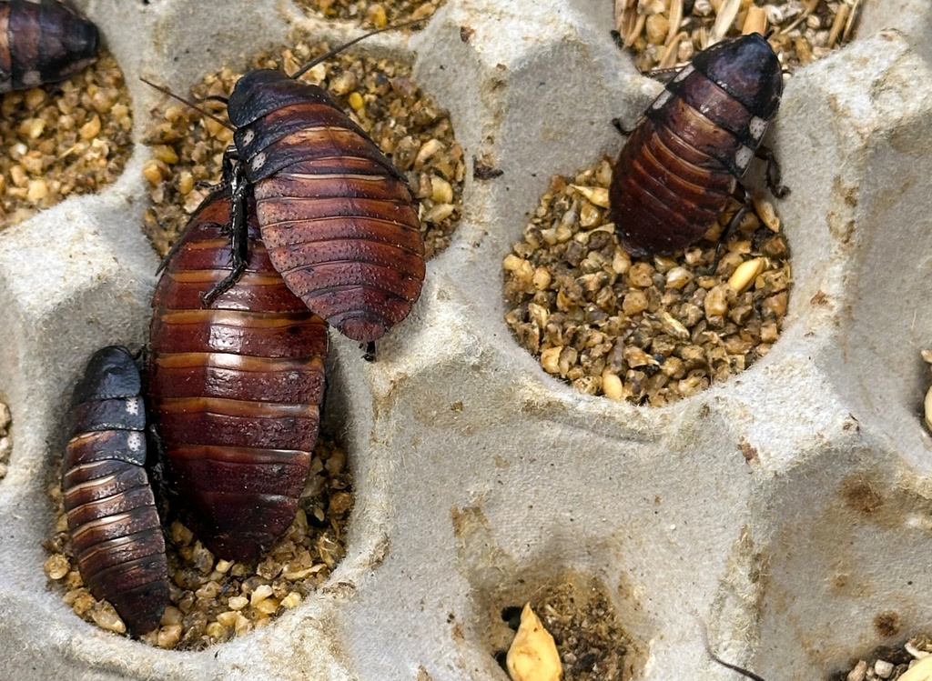 This image supplied by Australia's Department of Climate Change, Energy, the Environment and Water shows, Madagascar hissing cockroaches and dubia cockroaches, seized from a commercial breeder at Bathurst, Australia, Tuesday, May 26, 2026. (Department of Climate Change, Energy, the Environment and Water via AP)