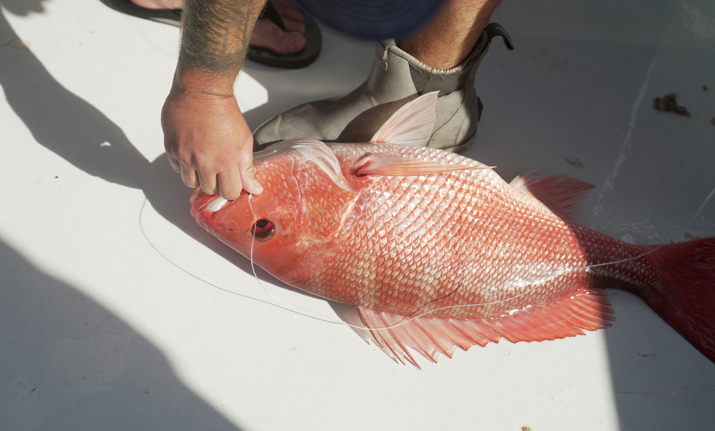 A red snapper caught on the charter boat Jodie Lynn II, before it is released back into the water miles off the coast of St. Augustine, Fla., on May 22, 2026. (AP Photo/Shelby Lum)