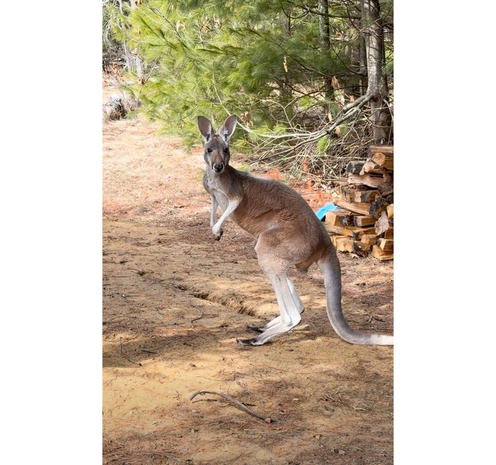 This image made from video provided by Debbie Marland shows Chesney the kangaroo near Sunshine Farm, in Necedah, Wis., Saturday, March 28, 2026. (Debbie Marland/Sunshine Farm - Necedah via AP)