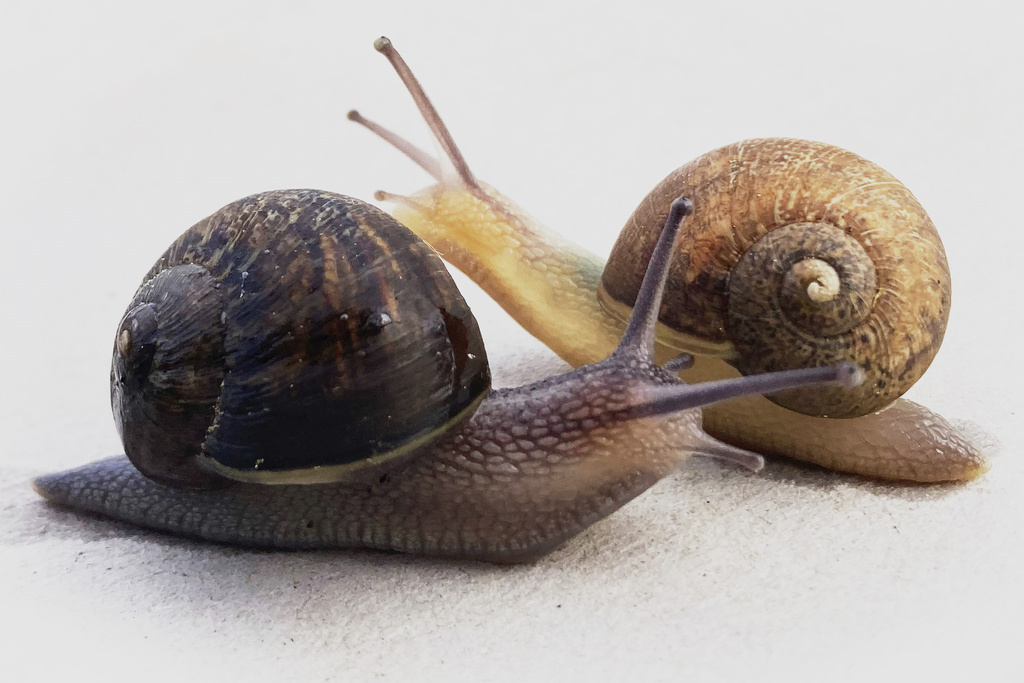 Ned, right, a pale-bodied snail who has a left-spiralling shell pictured with a right-spiralling snail in a small town in the Wairarapa, New Zealand, on Aug. 22, 2025. (Giselle Clarkson via AP)